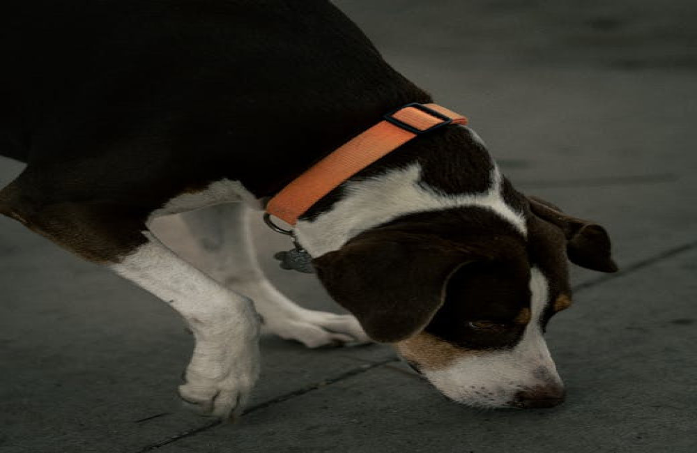 Max Terpstra uitgelegd: achtergrond en reden van opsporing