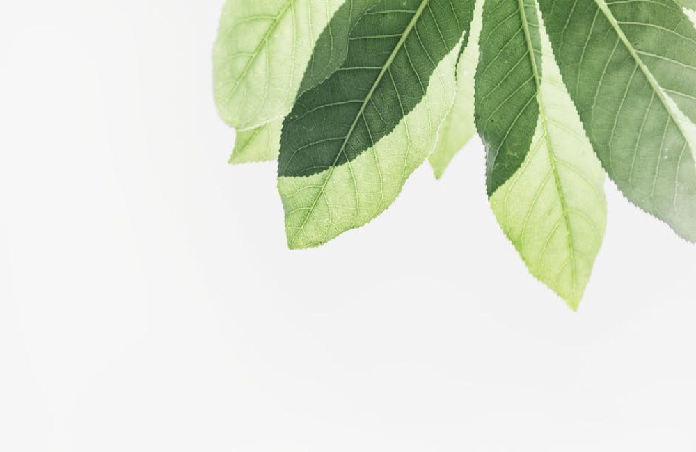 Waarom gaan mijn planten slap hangen en wat kun je eraan doen?