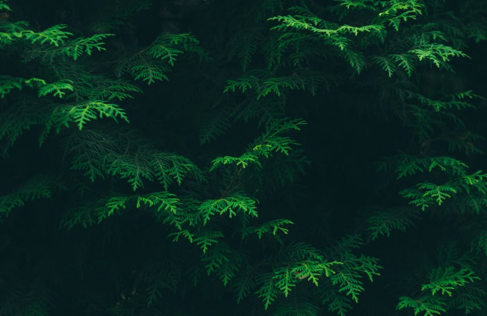 Wat betekent greenwashing precies? uitleg en voorbeelden