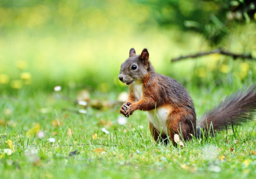 Wat is belangrijk als je in een gebied woont met veel wilde dieren?